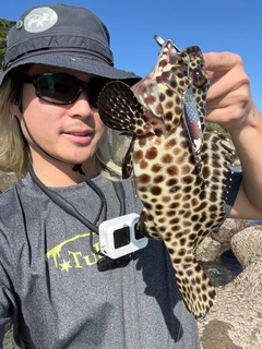 カンモンハタの釣果