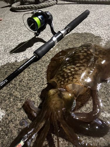 アオリイカの釣果