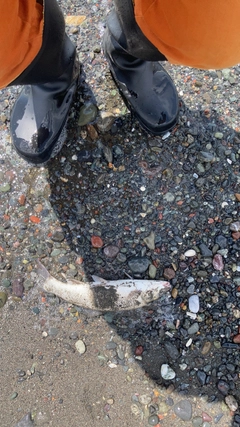 ウグイの釣果