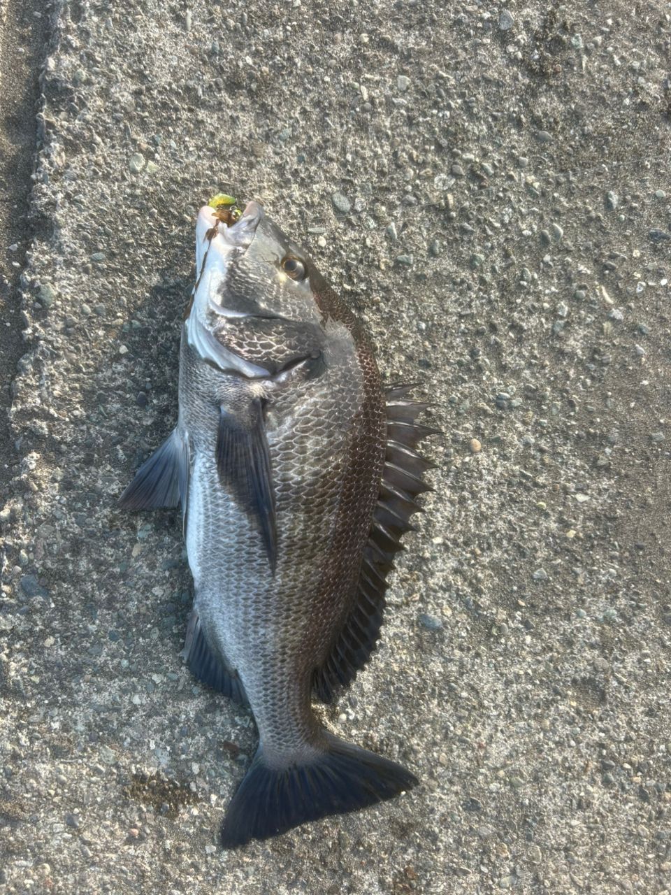 クロダイ
