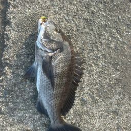 クロダイ
