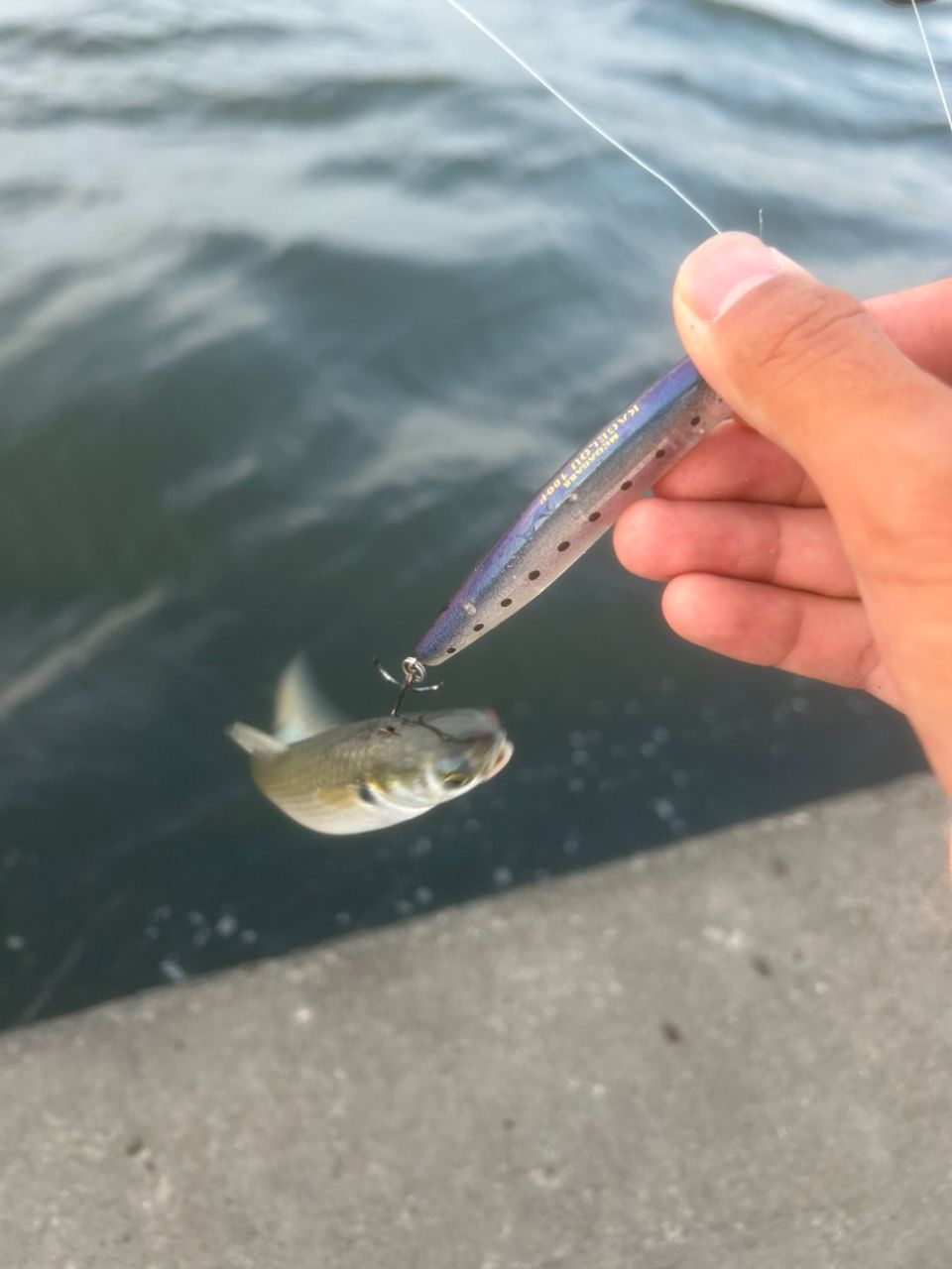 クロダイ