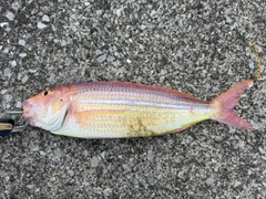イトヨリダイの釣果