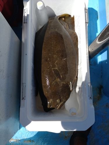 ヒラメの釣果