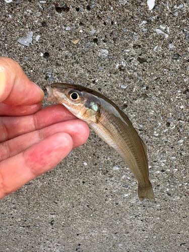シロギスの釣果
