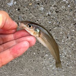 シロギス