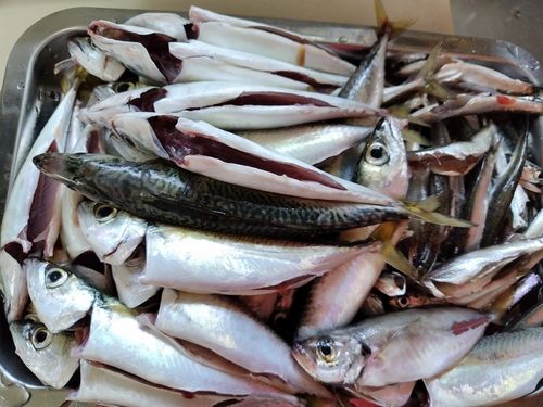 サバの釣果