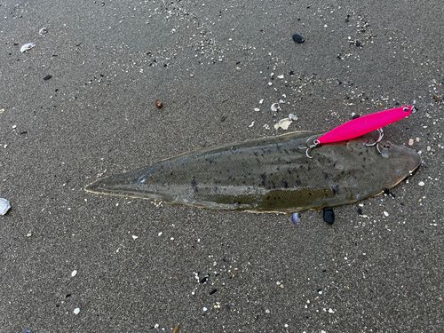 シタビラメの釣果