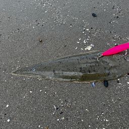 シタビラメ