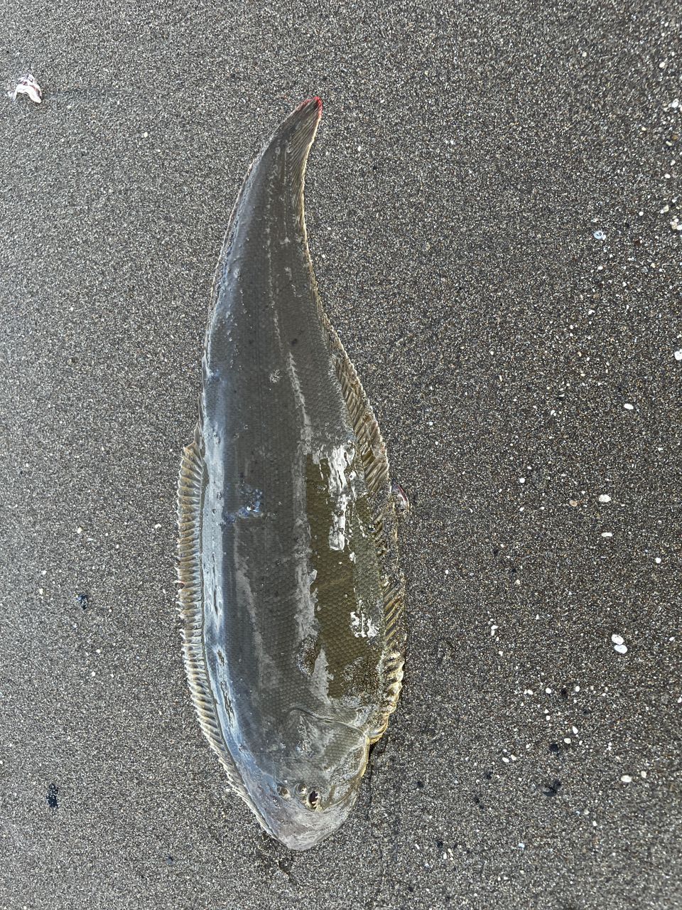 シタビラメ