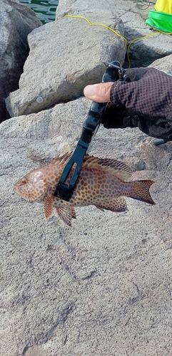 オオモンハタの釣果