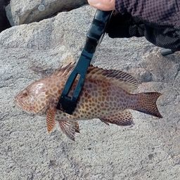 オオモンハタ