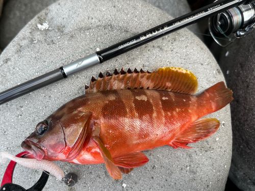 アカハタの釣果
