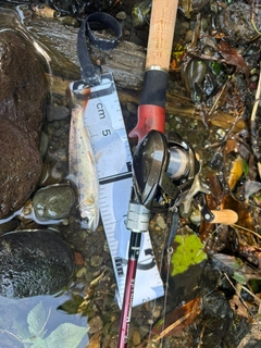 アマゴの釣果