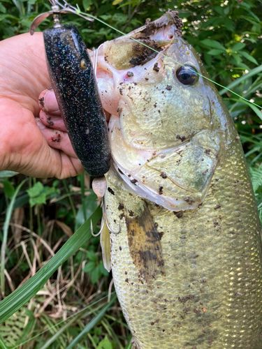 ラージマウスバスの釣果