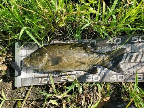 スモールマウスバスの釣果