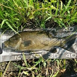 スモールマウスバス