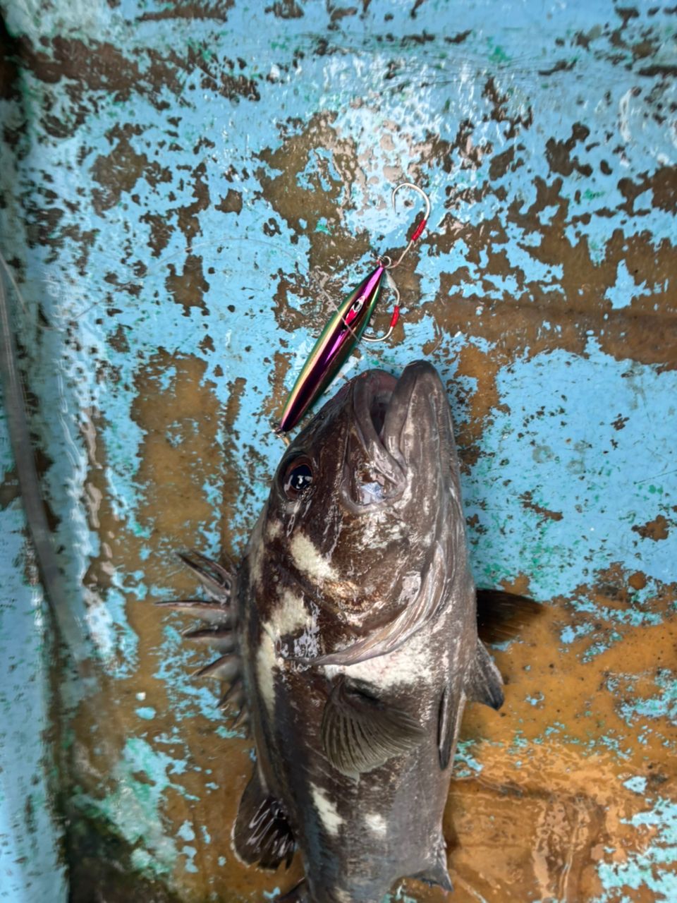 オオクチイシナギ