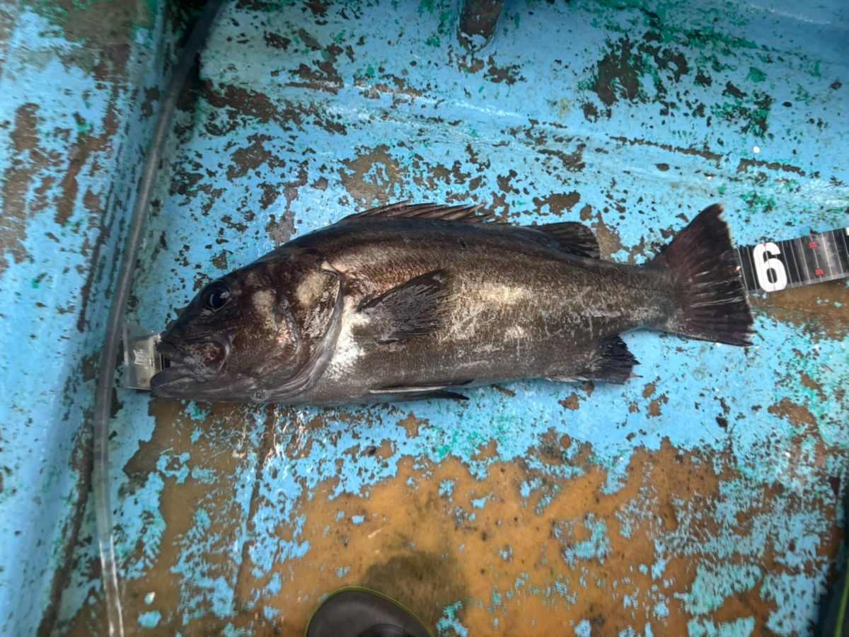 Mackey-jiggingさんの釣果 2枚目の画像