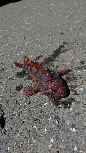 カジカの釣果