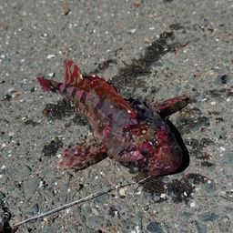 カジカ