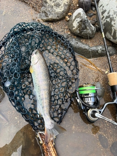 ヤマメの釣果
