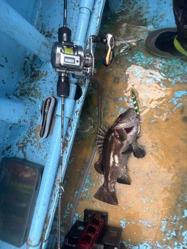 オオクチイシナギの釣果