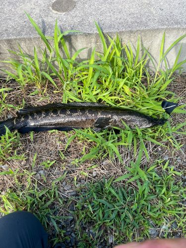 ライギョの釣果