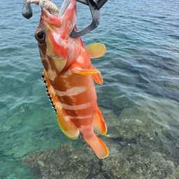 ハンゴーミーバイ