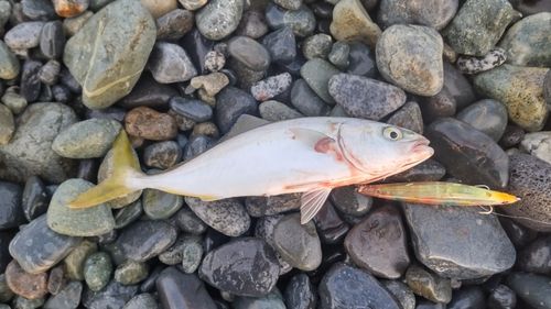 ワカシの釣果