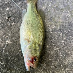 ラージマウスバス