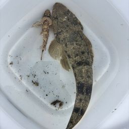 マゴチ