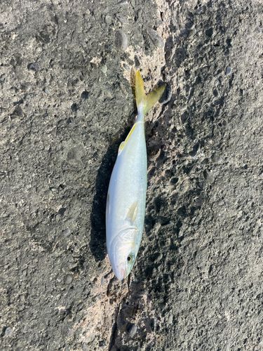 ワカシの釣果