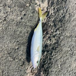 ワカシ