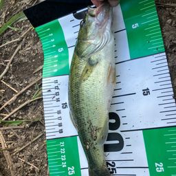 ラージマウスバス