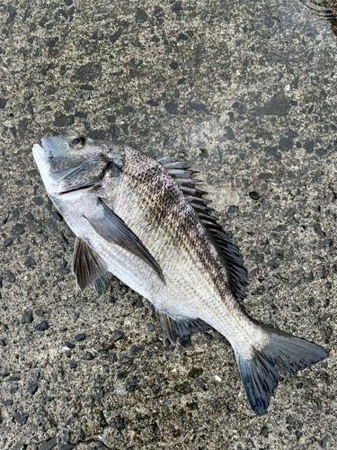 チヌの釣果