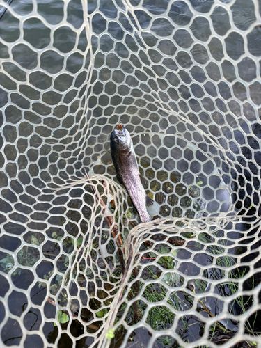 ニジマスの釣果