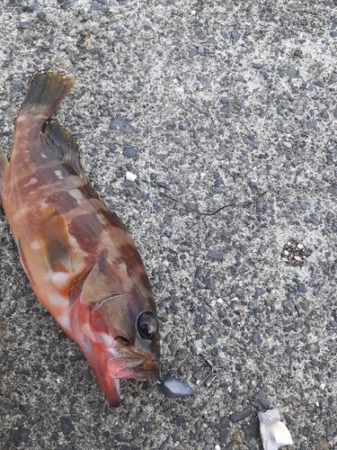 アカハタの釣果