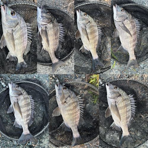 クロダイの釣果