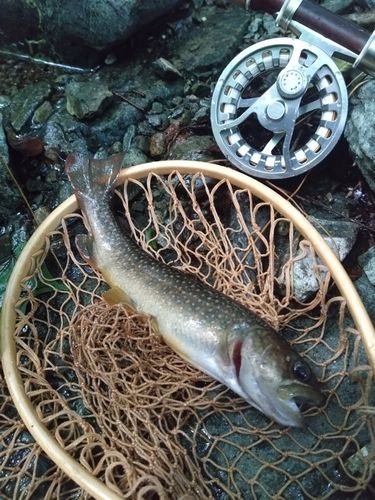 イワナの釣果