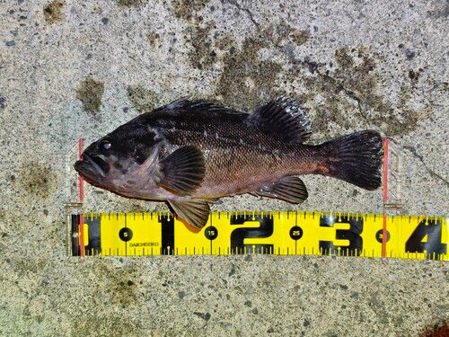クロソイの釣果