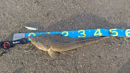 マゴチの釣果