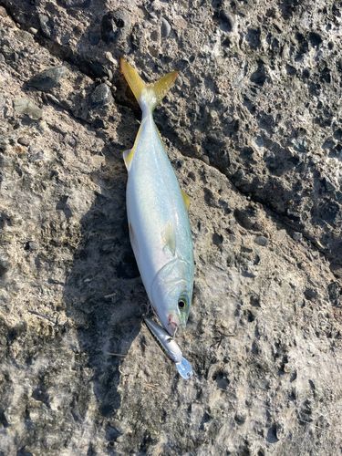 ワカシの釣果