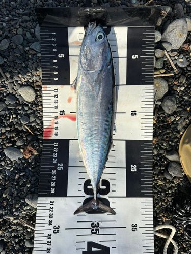 ソウダガツオの釣果