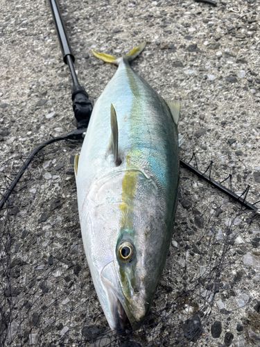 ブリの釣果