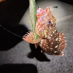 カサゴ