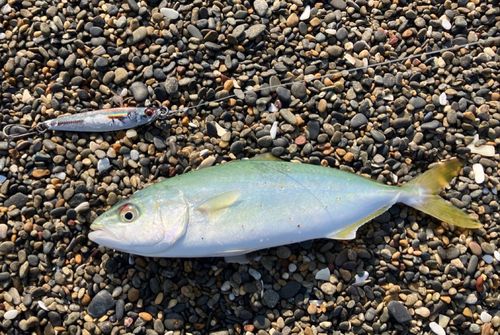ワカシの釣果