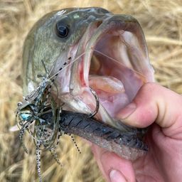 ブラックバス