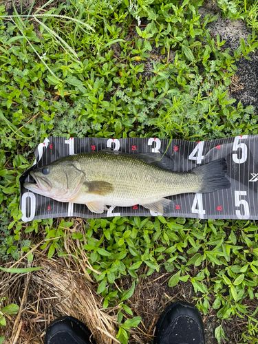 ブラックバスの釣果