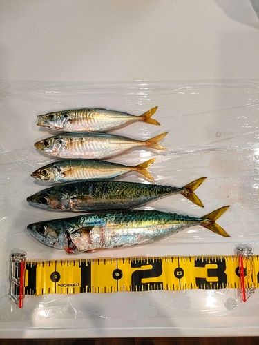 サバの釣果